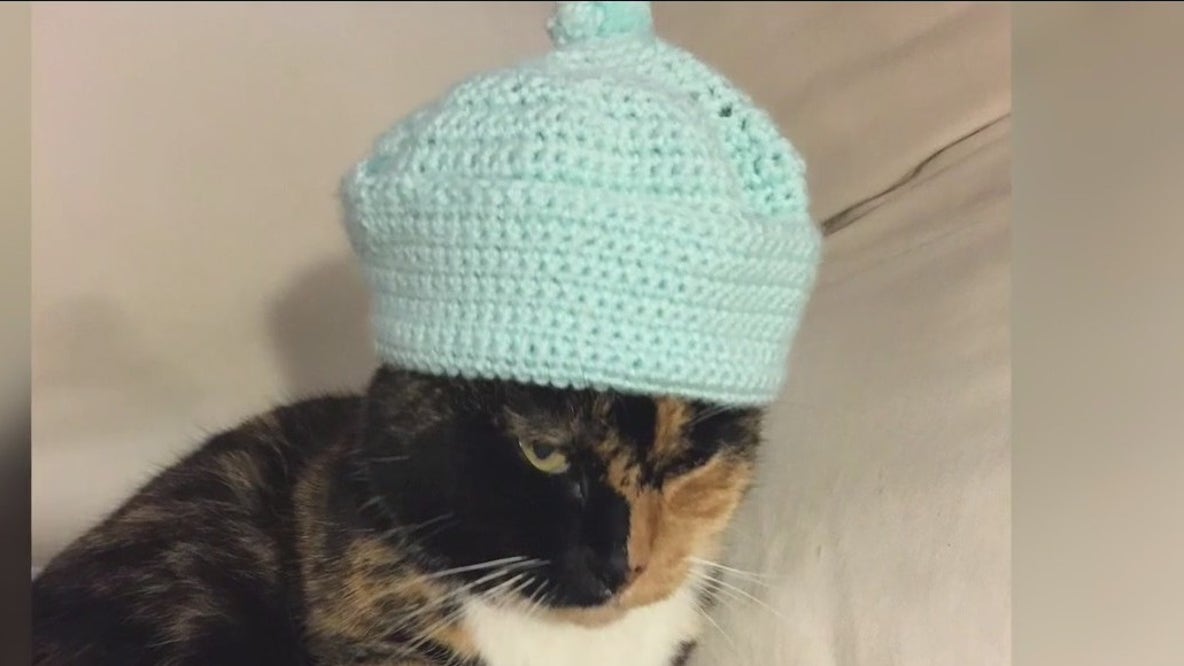 Uber Eats driver allegedly steals family's cat